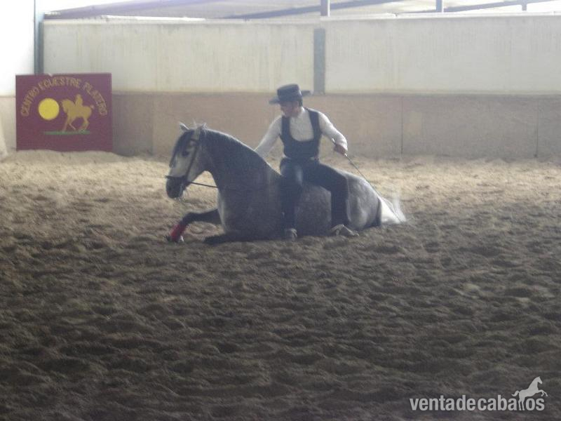Caballo pre tordo (8 años) - Caballos Pura Raza Española (P.R.E.) Pura Raza Española