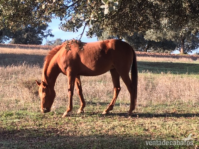 Caballos Árabes Pura Raza Ararbe - yegua pura sangre  árabe