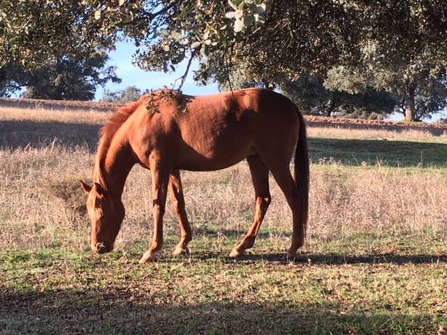 Caballos Árabes Pura Raza Ararbe - yegua pura sangre  árabe
