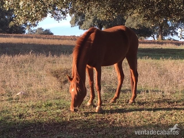 yegua pura sangre  árabe - Caballos Árabes Pura Raza Ararbe