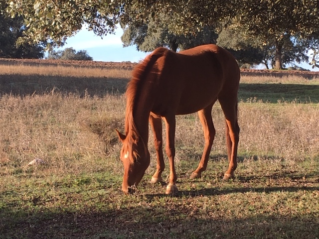 yegua pura sangre  árabe - Caballos Árabes Pura Raza Ararbe