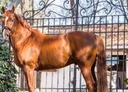 Se vende Caballo schoolmaster Hanoveriano de 16 Años competido en caballos, jóvenes como buenas mediasnivel juvenil 