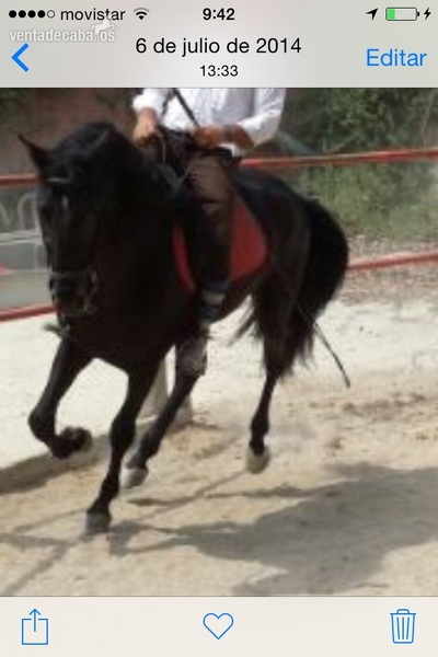 Pura Raza Española {TYPE}