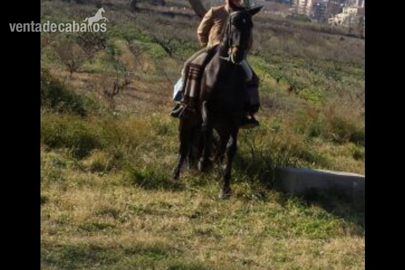 Caballos Pura Raza Española (P.R.E.) Pura Raza Española - P.r.e Nieto de yaco II de marin García y fuego d Cárdenas 
