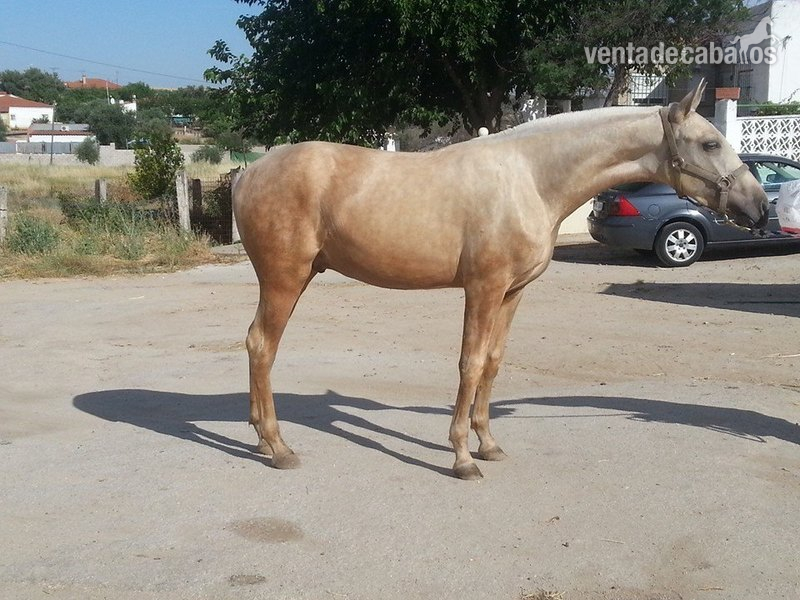 Potro PRE Perla Palomino in 