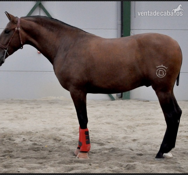 Caballos Pura Raza Española (P.R.E.) Pura Raza Española -  maravilloso potro de 3 años 