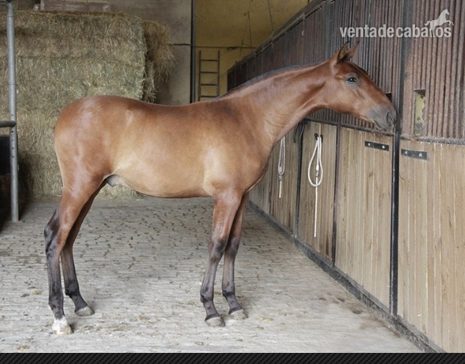  maravilloso potro de 3 años  - Caballos Pura Raza Española (P.R.E.) Pura Raza Española
