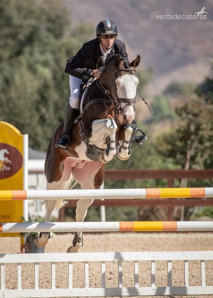 SUPER ATRACTIVO CASTRADO HOLSTEINER in 