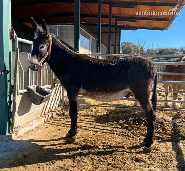 Burro català amb papers in 