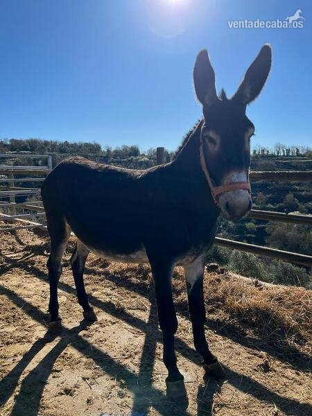 Burro catalan