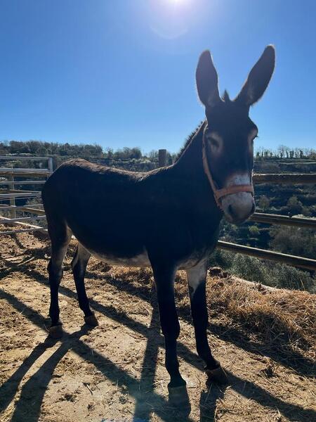 Burro catalan