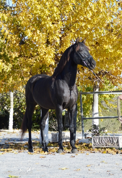 Pura Raza Española {TYPE}
