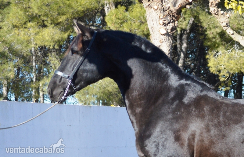 Caballos Pura Raza Española (P.R.E.) Pura Raza Española - Caballo negro PRE muy bien montado