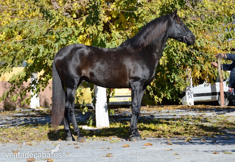 Caballo negro PRE muy bien montado - Caballos Pura Raza Española (P.R.E.) Pura Raza Española