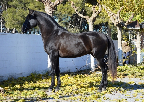 Caballo negro PRE muy bien montado in 