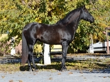 Caballo negro PRE muy bien montado