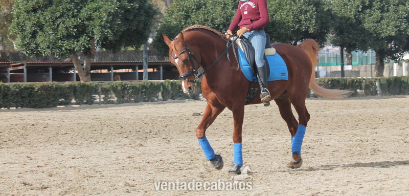 PONI D DE DOMA CLASICA P.R.A in 