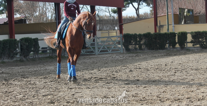 Ponis Pony Club Arabe - PONI D DE DOMA CLASICA P.R.A