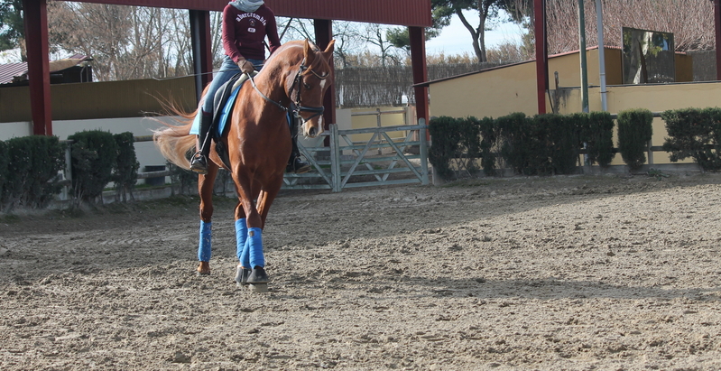 Ponis Pony Club Arabe - PONI D DE DOMA CLASICA P.R.A