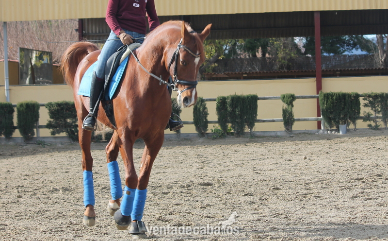 PONI D DE DOMA CLASICA P.R.A - Ponis Pony Club Arabe