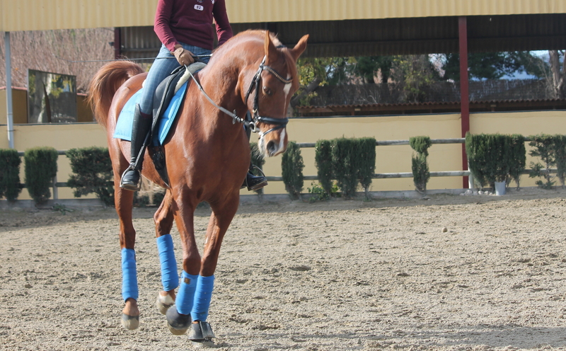 PONI D DE DOMA CLASICA P.R.A - Ponis Pony Club Arabe