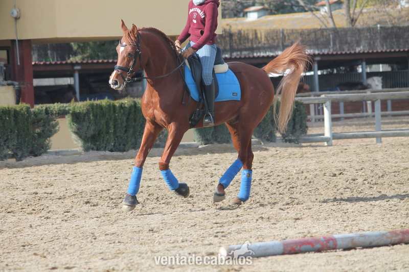 PONI D DE DOMA CLASICA P.R.A - Ponis Pony Club