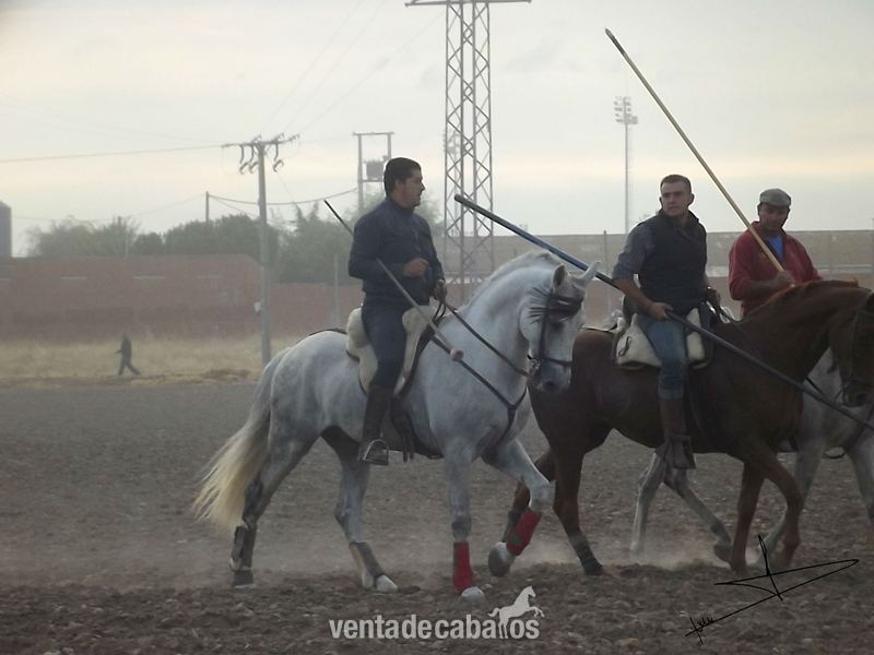 Venta Semental PRE in 