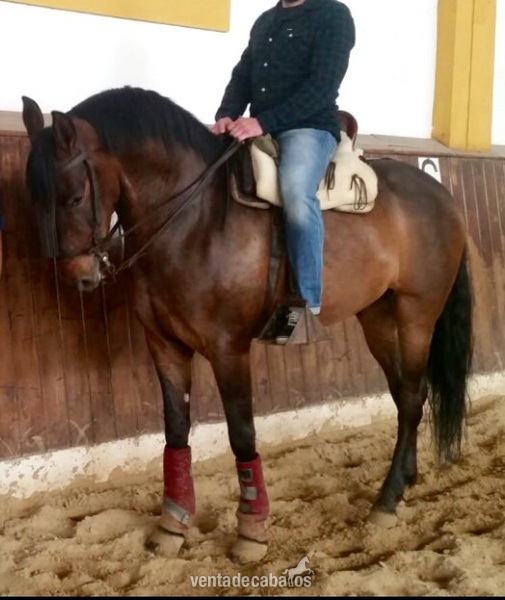 Caballo Hispano-arabe precioso in 