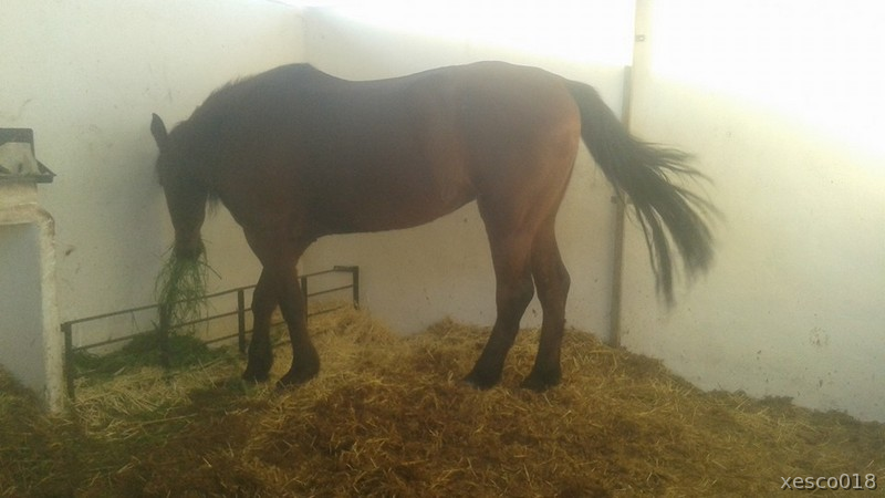 SE VENDE MAGNIFICA YEGUA PRE in 