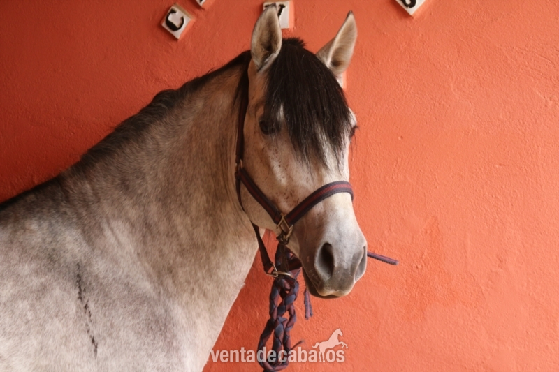 Caballo de Candau. Semental 5 años in 