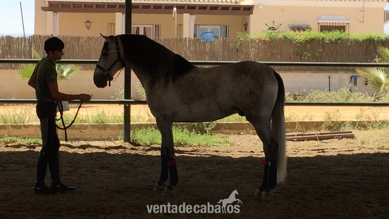 Caballo de Candau. Semental 5 años - Caballos Pura Raza Española (P.R.E.) in 