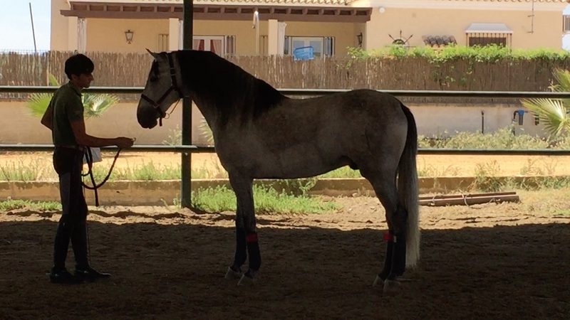 Caballo de Candau. Semental 5 años - Caballos Pura Raza Española (P.R.E.) in 