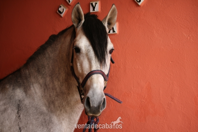 Caballos Pura Raza Española (P.R.E.) PRE - Caballo de Candau. Semental 5 años