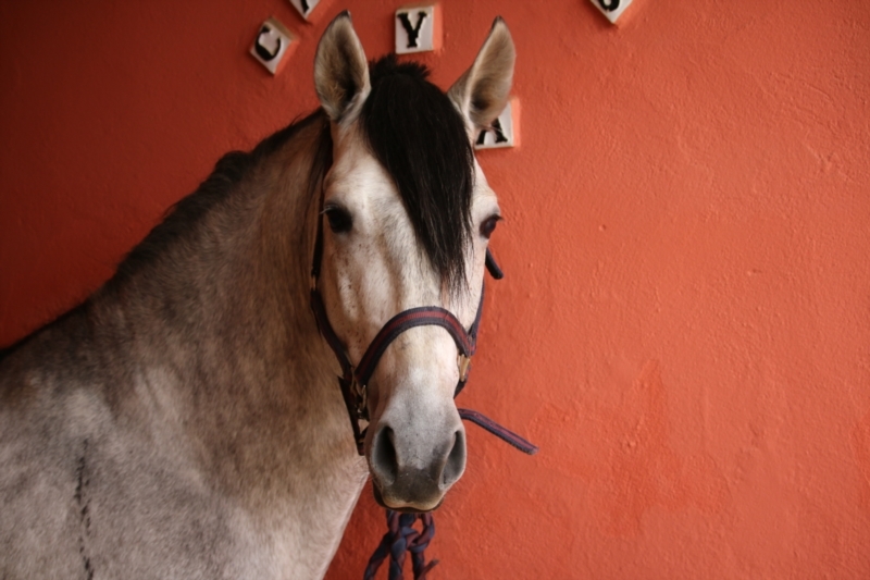Caballos Pura Raza Española (P.R.E.) PRE - Caballo de Candau. Semental 5 años