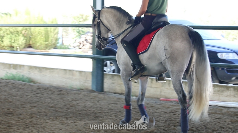 Caballo de Candau. Semental 5 años - PRE