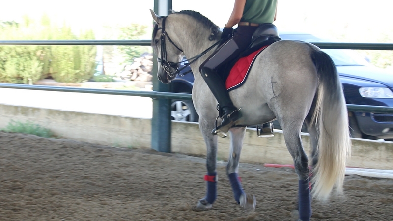 Caballo de Candau. Semental 5 años - PRE