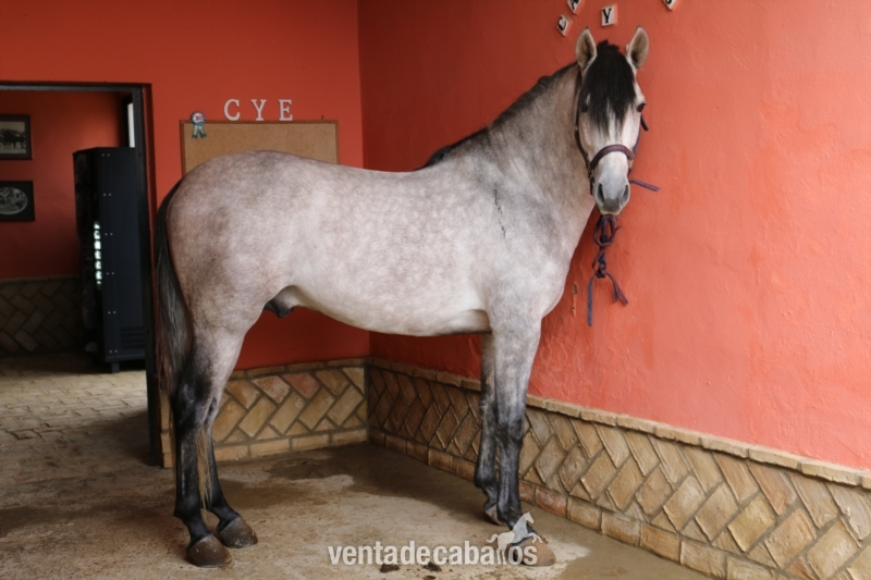 Caballo de Candau. Semental 5 años - Caballos Pura Raza Española (P.R.E.)