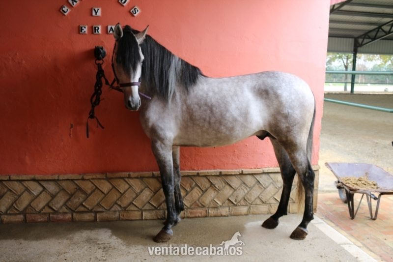 Caballo de Candau. Semental 5 años