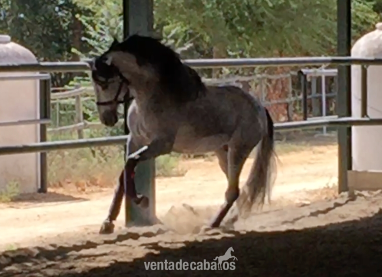 Caballo de Candau. Semental 5 años