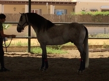 Caballo de Candau. Semental 5 años