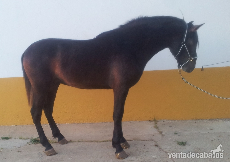 Espectacular caballo pre de dos años con el hierro de rocío de la cámara in 