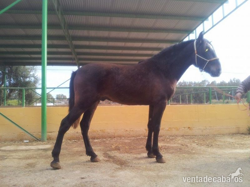 Caballos Pura Raza Española (P.R.E.) Pura Raza Española - Espectacular caballo pre de dos años con el hierro de rocío de la cámara