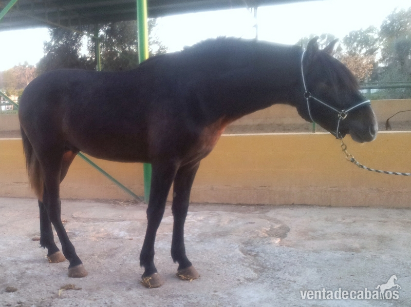 Espectacular caballo pre de dos años con el hierro de rocío de la cámara - Caballos Pura Raza Española (P.R.E.) Pura Raza Española