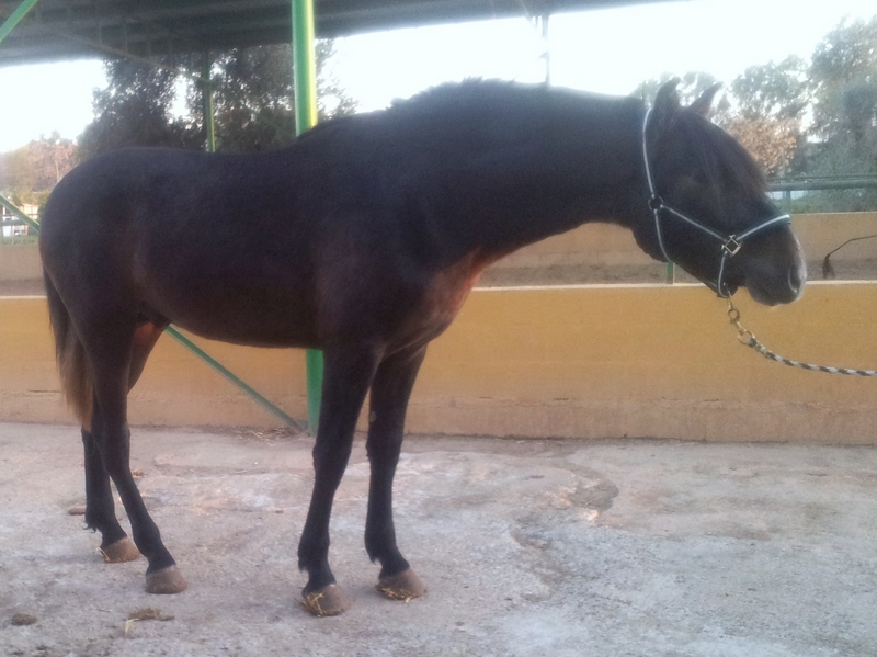 Espectacular caballo pre de dos años con el hierro de rocío de la cámara - Caballos Pura Raza Española (P.R.E.) Pura Raza Española