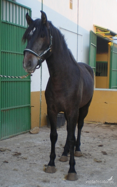 Espectacular caballo pre de dos años con el hierro de rocío de la cámara - Pura Raza Española