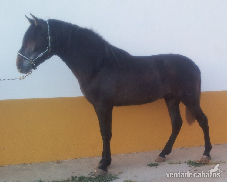 Espectacular caballo pre de dos años con el hierro de rocío de la cámara - Caballos Pura Raza Española (P.R.E.)