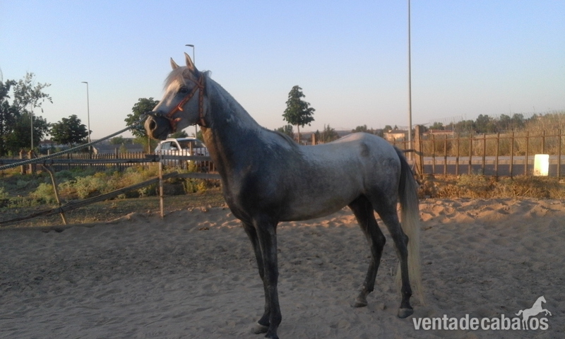 Hispano-Arabe