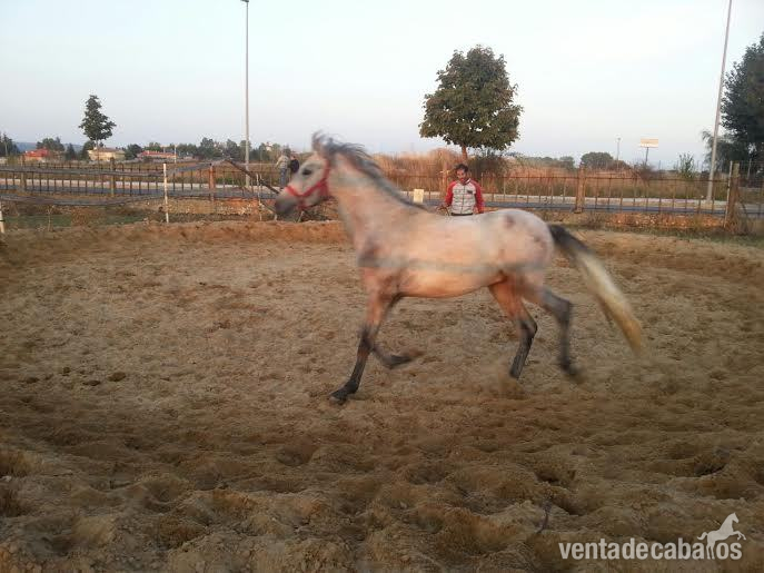 Hispano-Arabe {TYPE}