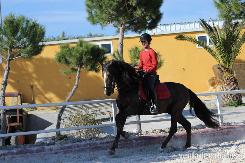 venta de caballo pre alazan  in 