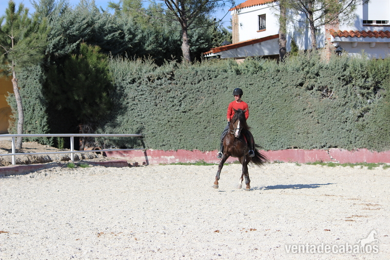 Caballos Pura Raza Española (P.R.E.) Pura Raza Española - venta de caballo pre alazan 